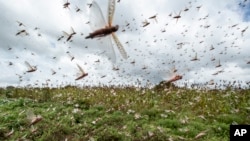 Swarms of desert locusts fly up into the air from crops in Katitika village, Kitui county, Kenya, Jan. 24, 2020.