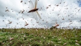 Swarms of desert locusts fly up into the air from crops in Katitika village, Kitui county, Kenya Friday, Jan. 24, 2020. Desert locusts have swarmed into Kenya by the hundreds of millions from Somalia and Ethiopia, countries that haven't seen such…