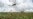 Plague of Locusts Attacking Crops in Horn of Africa