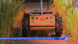 روبات هایی که کاشت غلات را آسانتر و اقتصادی تر می کند