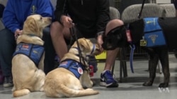 Dogs Trained to Monitor Low Blood Sugar Levels May Save Lives