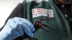 Pihak berwenang Peru memegang tarantula yang disita dari seorang pria asal Korea Selatan saat ia berupaya menyelundupkan ratusan tarantula di Bandara Internasional Jorge Chavez di Lima, Peru, pada 13 November 2024. (Foto: SERFOR/Handout via Reuters) 