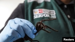 Pihak berwenang Peru memegang tarantula yang disita dari seorang pria asal Korea Selatan saat ia berupaya menyelundupkan ratusan tarantula di Bandara Internasional Jorge Chavez di Lima, Peru, pada 13 November 2024. (Foto: SERFOR/Handout via Reuters) 