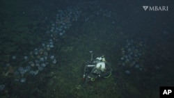 FILE - This 2022 image from video provided by MBARI shows a time-lapse camera used to monitor aggregations of female pearl octopuses (Muusoctopus robustus) nesting at the "octopus garden," near the Davidson Seamount off the California coast at a depth of approximately 3,200 meters. (MBARI via AP)