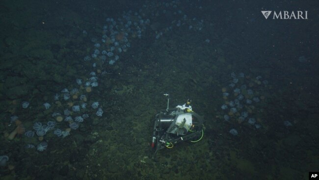 FILE - This 2022 image from video provided by MBARI shows a time-lapse camera used to monitor aggregations of female pearl octopuses (Muusoctopus robustus) nesting at the "octopus garden," near the Davidson Seamount off the California coast at a depth of approximately 3,200 meters. (MBARI via AP)