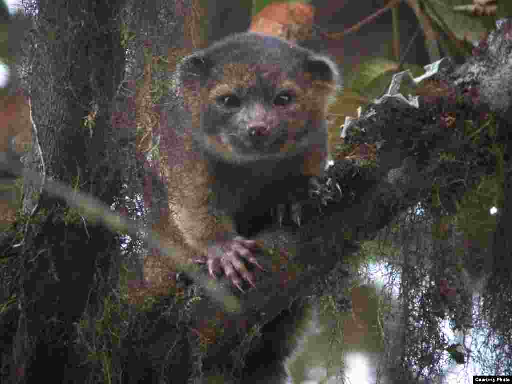 ThOlinguito &ndash; สัตว์เลี้ยงลูกด้วยนมที่มีลักษณะผสมผสานระหว่างแมวกับหมีตัวเล็ก พบที่อเมริกาใต้ มีขนฟูสีแดงผสมน้ำตาล หางสั้น หน้ากลม มีบรรพบุรุษร่วมกับแรคคูน นับเป็นสัตว์เลี้ยงลูกด้วยนมแบบกินเนื้อสานพันธุ์แรกที่พบในอเมริกาในรอบ 35 ปี &nbsp;