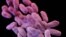 FILE - This illustration released by the Centers for Disease Control and Prevention shows a group of antibiotic-resistant bacteria. 