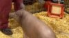 This video grab made from the online Neuralink livestream shows Gertrude the pig implanted with a Neuralink device during a presentation on August 28, 2020. - Futurist entrepreneur Elon Musk late August 28 demonstrated progress made by his Neuralink…