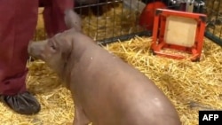 This video grab made from the online Neuralink livestream shows Gertrude the pig implanted with a Neuralink device during a presentation on August 28, 2020. - Futurist entrepreneur Elon Musk late August 28 demonstrated progress made by his Neuralink…