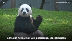 Беременная Мэй Сян?