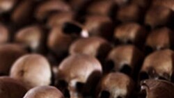  Rwanda Genocide Accomplice Located in Paris Suburb