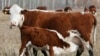 Russia Bans Imports of EU Meat Products