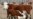 Russia Bans Imports of EU Meat Products