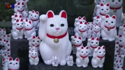 ده هزار مجسمه گربه در یک معبد در توکیو ژاپن برای خوش شانسی