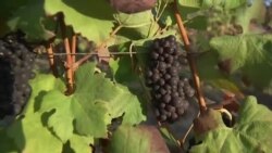 ကမ္ဘာတလွှားခရီးသွား