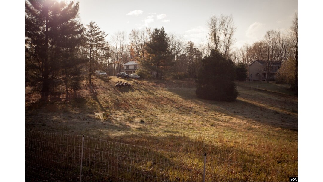 Heritage turkeys at Virginia's Crowfoot Farm
