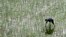 FILE - A farmer plants rice at a field on the outskirts of Changsha in China's Hunan Province, June 19, 2008. 