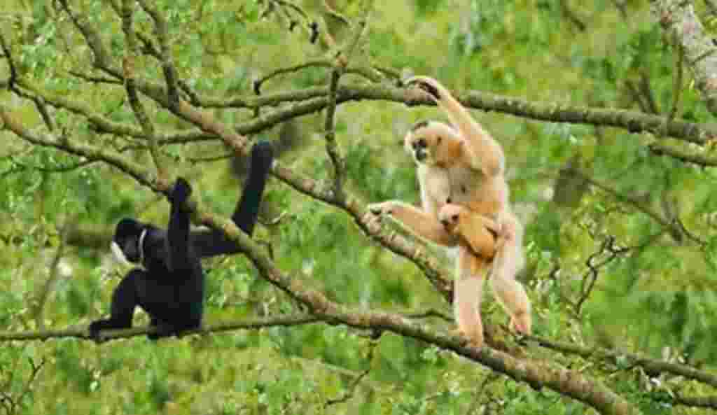 In this July 2011 photo released by Conservation International, an adult female northern white-cheeked crested gibbon, right, carries its baby as an adult male sits nearby at Pu Mat National Park, Nghe An province in Vietnam. About 455 northern white-chee