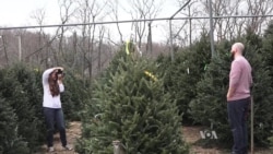 American Tradition: Buying a Christmas Tree