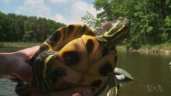 เต่าเเก้มเเดงจากสหรัฐฯ คุกคามสัตว์น้ำในต่างแดน