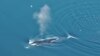 Cool Jazz: Bowhead Whales Improvise When Singing, Study Says