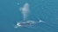 A bowhead whale surfaces in Fram Strait, to the northwest of Norway in this undated image released on April 3, 2018. 