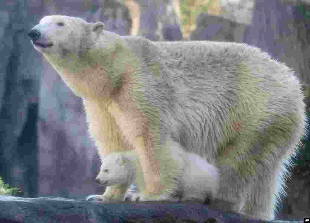 A polar bear baby walks with its mother Nora in the enclosure at the Schoenbrunn zoo in Vienna, Austria.