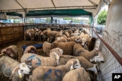 FILE - Sheep are offered for sale for the upcoming Islamic holiday of Eid al-Adha in a market on the outskirts of Rabat, Morocco, July 30, 2020.