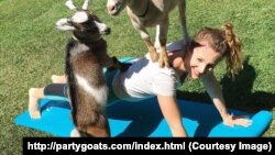 goat yoga