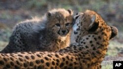 Un guépard femelle lèche son nouveau né dans le zoo d'Arnhem, au Pays-Bas, le 20 décembre 2016.