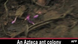 Instituti Smithsonian për Kërkime Tropikale, një objekt i rëndësishëm shkencor