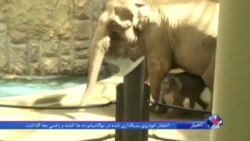نمایش یک بچه فیل در باغ وحش مسکو