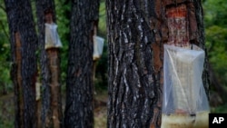 Bags on the pine trees with resin is seen in a forest on the island of Evia, about 185 kilometers (115 miles) north of Athens, Greece, Aug. 12, 2021.