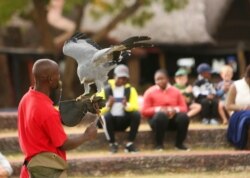 A bird handler prepares a bird for flight at the Kuimba Shiri bird sanctuary near Harare, Zimbabwe, June 17, 2020.