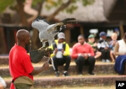 A bird handler prepares a bird for flight at the Kuimba Shiri bird sanctuary near Harare, Zimbabwe, June 17, 2020.