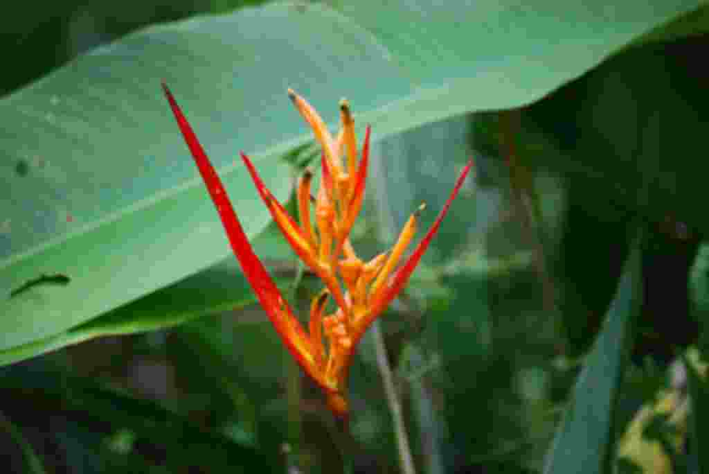 گلهای کاستاریکا / عکاس: بهروز نیکذات