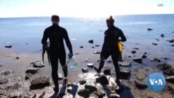 An Idea to Chew On Amid Sea Urchin Overgrowth in Australia 