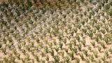 An aerial view of a flooded orchard near city of Brcko, Bosnia and Herzegovina. 