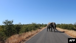 Arquivo: Um elefante atravessa a estrada no Parque Nacional Kruger, a cerca de 60 km da cidade de Nelspruit.