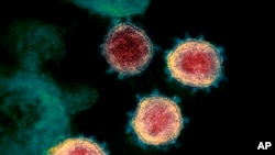 FILE - This undated electron microscope image made available by the U.S. National Institutes of Health in February 2020 shows the coronavirus that causes COVID-19. The sample was isolated from a patient in the U.S.