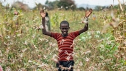 A farmer's son raises his arms as he is surrounded by desert locusts while trying to chase them away from his crops, in Katitika village, Kitui county, Kenya, Jan. 24, 2020.