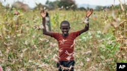 A farmer's son raises his arms as he is surrounded by desert locusts while trying to chase them away from his crops, in Katitika village, Kitui county, Kenya, Jan. 24, 2020.