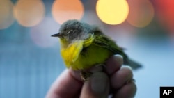 Chicago Bird Collision Monitors Director Annette Prince holds an injured Nashville warbler, a kind of migrating songbird, that likely struck a glass windowpane Oct. 8, 2024, in downtown Chicago.