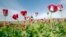 Poppy flowers are seen in full bloom in a field in the eastern province of Jalalabad, Afghanistan, April 7, 2013.