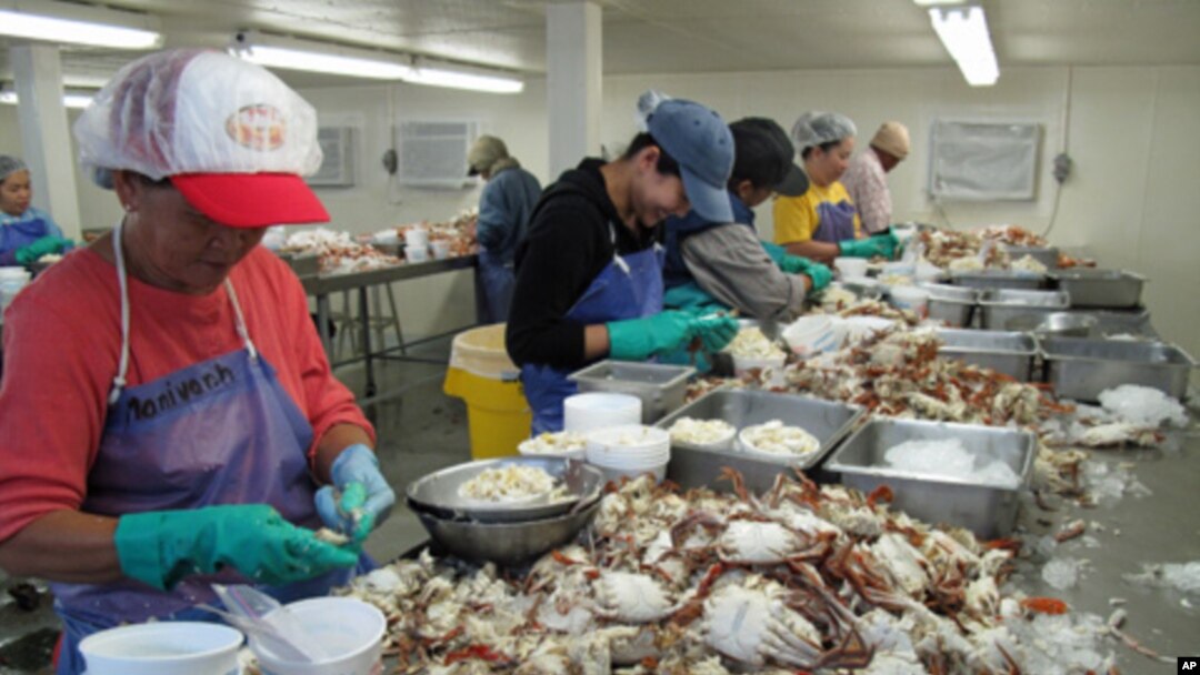 Von Wesson (middle, in blue cap) and her fellow workers are paid by the pound of crab meat they clean from the shells. With fewer crabs coming in, they're earning less money.