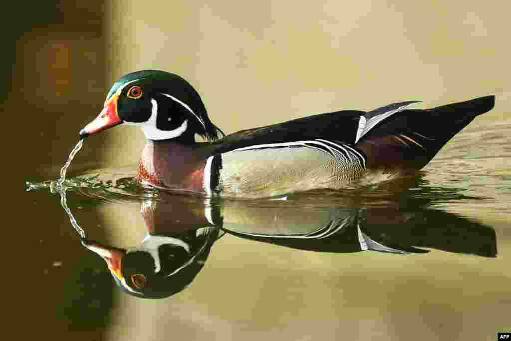 A wood duck or Carolina duck, a species of perching duck found in North America, is seen in a pond at the Ghosh Para area of Howrah District near Kolkata, India.