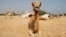 FILE - Camels are seen in a farm with the skyline of Doha, Qatar, in the background. 