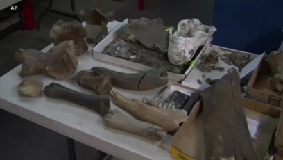 Во Лос Анџелес откриени голем број фосили