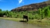 FILE - In this Sunday, June 1, 2014, photograph, cattle graze at the edge of the Verde River in Camp Verde, Ariz.