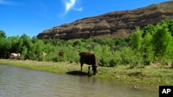 FILE - In this Sunday, June 1, 2014, photograph, cattle graze at the edge of the Verde River in Camp Verde, Ariz.